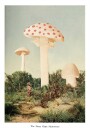 The Finest Giant Mushroom Poster Plakat / 50x70cm