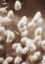 Soft Elegance of Lagurus Plakat Plakat / 50x70cm