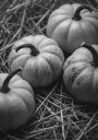 Autumn Harvest Pumpkins Plakat / 30x40
