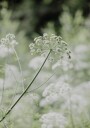 White Wildflowers in a Soft Green Meadow Plakat Plakat / 70x100cm