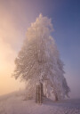 winter poetry in the morning light Plakat Plakat / 50x70cm