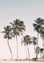 Blush Tropical Trees Plakat Plakat / 50x70cm