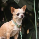 Tyylivoitto Classy Hundehalsbånd Lysgrønn (Xxs)