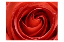 Fototapet Oppvåkende Rose 400x309 - Artgeist sp. z o. o.