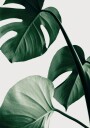 Lush Monstera Leaves Plakat / 40x50