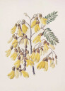 Kowhai Drawn By Sarah Featon 1848–1927 Plakat Plakat / 21x30cm