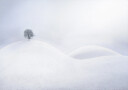 Lone Tree on Winter Dunes Plakat Plakat / 70x100cm