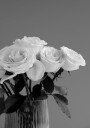 Rose Plakat Plakat / 100x150cm