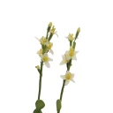 Europalms Houseleeks EVA yellow 32cm