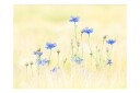Fototapet Cornflowers 200x154 - Artgeist sp. z o. o.