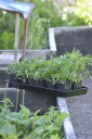 Nelson Garden Solid Plantebrett 26 x 68 cm, Avling