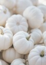 Small White Pumpkins Plakat Plakat / 100x150cm