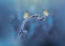 Delicate Butterfly Duo Plakat / 50x70