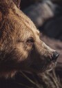 Bear in Profile Plakat Plakat / 50x70cm