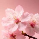 Rituals The Ritual of Sakura Shimmering Body Spray 150 ml