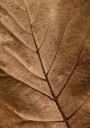 Textured Dry Leaf Plakat Plakat / 100x150cm