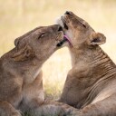 African Lion Bond Plakat / 70x70