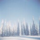 Winter Pines Poster Plakat / 40x40cm