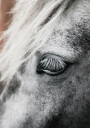 Eye of The White Horse Plakat Plakat / 40x50cm