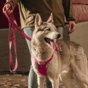 Hurtta Weekend Warrior Rosa Hundesele 80-100 cm Ergonomisk