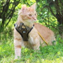 Basic Cat Sporty Kattsele Beige S 