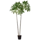 Mr Plant Pachira tre i potte 270 cm