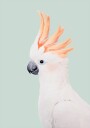 Kathrin Pienaar Cockatoo Plakat / 21x30cm