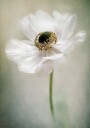 Single White Plakat / 30x40cm