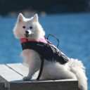 Baltic Flytevest til Hund Mascot 15-40 kg med Reflekser Svart/UV-Gul