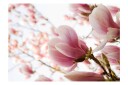 Fototapet Rosa Magnolia 350x270 - Artgeist sp. z o. o.
