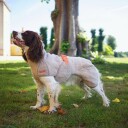 Siccaro Supreme 2.0 Sand 55 Dog Coat F/Drying (S1013)