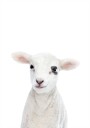 Baby Lamb Plakat / 70x100cm