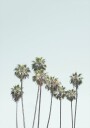 Blue Palm Trees Plakat Plakat / 70x100cm