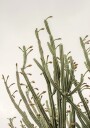 Cactus Plakat Plakat / 100x150cm