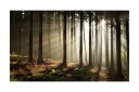 Fototapet Barskog 450x270 - Artgeist sp. z o. o.