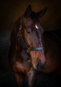 Majestic Horse Portrait Plakat / 40x50