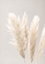 Pampas Grass Grey 02 Plakat / 40x50cm
