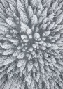 Snow Forest Aerial Plakat Plakat / 30x40cm