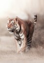 Tiger Walk Plakat Plakat / 40x50cm