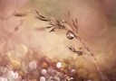 Ethereal Water Droplets Plakat / 70x100