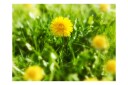 Fototapet Dandelion Blomster 350x270 - Artgeist sp. z o. o.