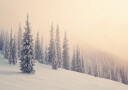 Winter Landscape Snowy Pines Plakat Plakat / 40x50cm