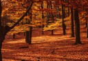 Golden Autumn Forest Plakat / 100x150