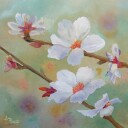 Almond Blossoms Iii Plakat Plakat / 40x40cm