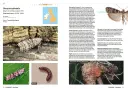 A Guide to the Pyralid and Crambid Moths of Britain and Ireland