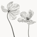 Same tulip Plakat Plakat / 50x50cm