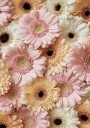 Tender Gerbera Plakat Plakat / 100x150cm