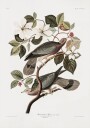 Brand Tailed Pigeon From Birds Of America 1827 Plakat Plakat / 30x40cm
