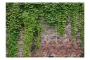 Fototapet Brick And Ivy 150x105 - Artgeist sp. z o. o.