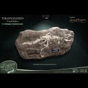 Wonders of the Wild Series  TRex Fossil Replica Statue